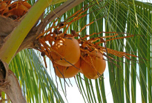 kokosu